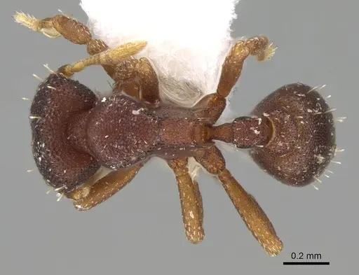 Octostruma stenoscapa - CASENT0914916