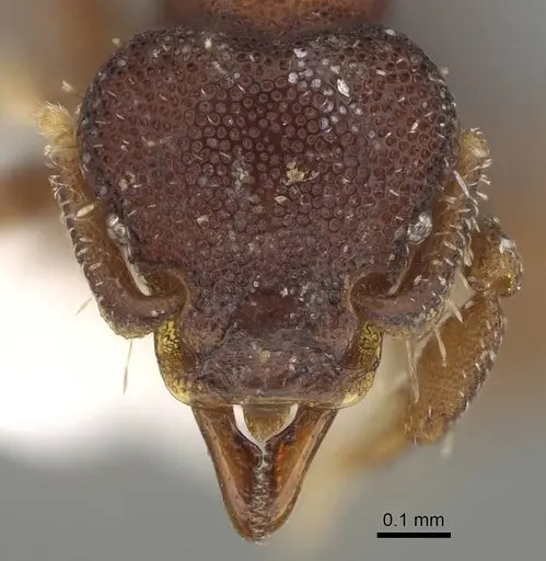 Octostruma stenoscapa - CASENT0914916