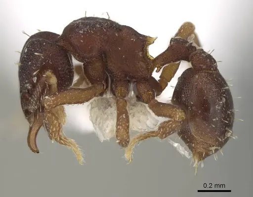 Octostruma stenoscapa - CASENT0914916