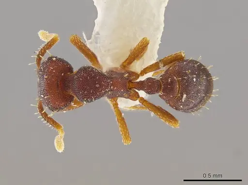 Octostruma stenoscapa - MCZ-ENT00511389