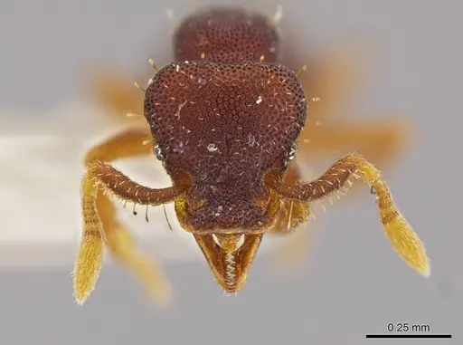 Octostruma stenoscapa - MCZ-ENT00511389