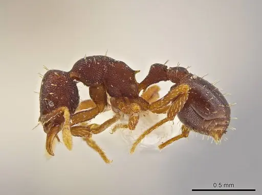 Octostruma stenoscapa - MCZ-ENT00511389