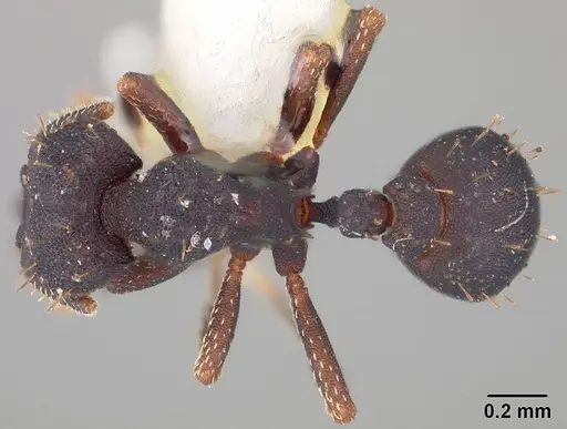 Octostruma stenoscapa - USNMENT00445337