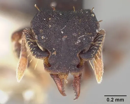 Octostruma stenoscapa - USNMENT00445337