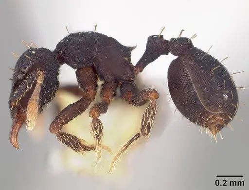 Octostruma stenoscapa - USNMENT00445337