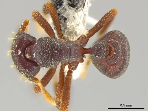 Octostruma triangulabrum specimen