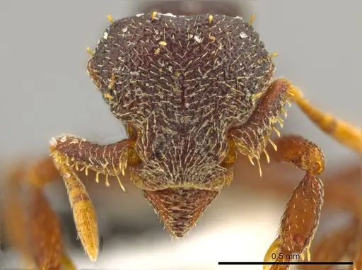 Octostruma triangulabrum specimen