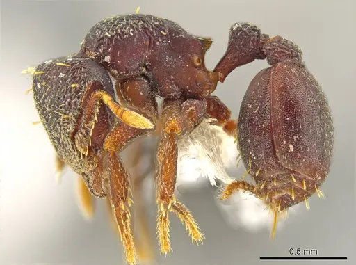 Octostruma triangulabrum specimen