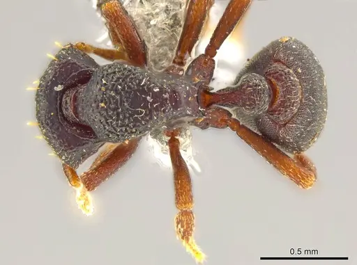 Octostruma triquetrilabrum specimen
