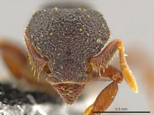 Octostruma triquetrilabrum specimen