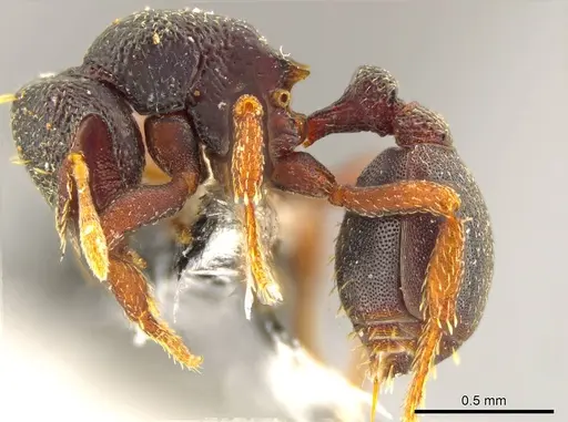 Octostruma triquetrilabrum specimen