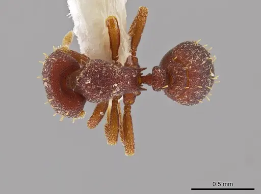 Octostruma trithrix specimen