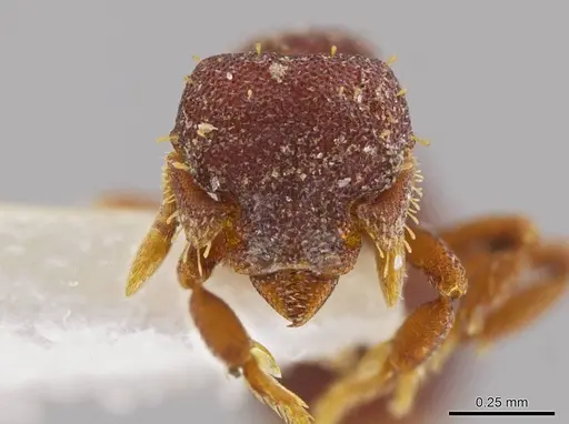 Octostruma trithrix specimen