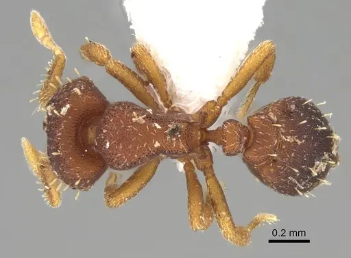 Octostruma trithrix - CASENT0914917