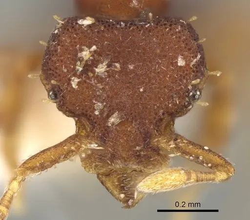 Octostruma trithrix - CASENT0914917