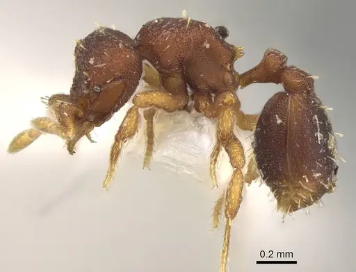 Octostruma trithrix - CASENT0914917