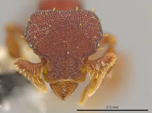 Octostruma trithrix - JTLC000010103