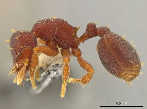 Octostruma trithrix - JTLC000010103