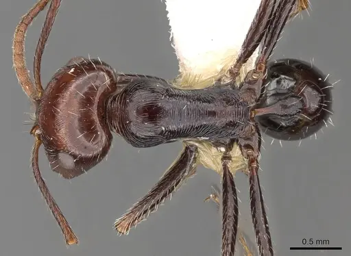 Ocymyrmex afradu specimen