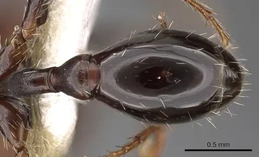 Ocymyrmex afradu - CASENT0900399