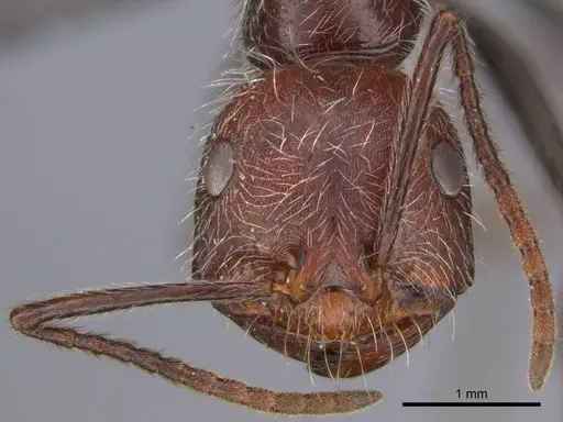 Ocymyrmex alacer specimen