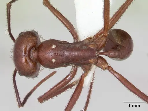 Ocymyrmex ankhu specimen