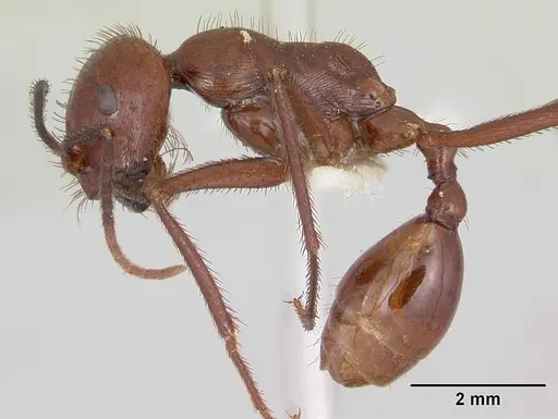 Ocymyrmex ankhu specimen