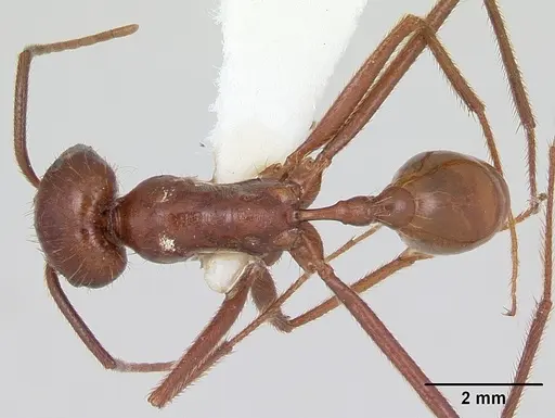 Ocymyrmex ankhu - CASENT0173611