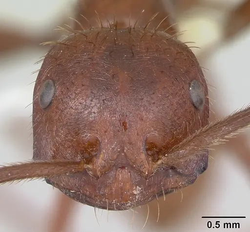 Ocymyrmex ankhu - CASENT0173611