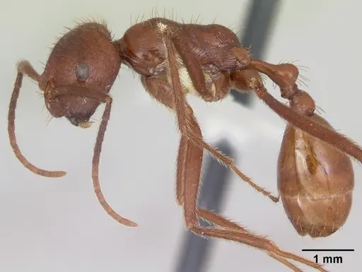 Ocymyrmex ankhu - CASENT0173611