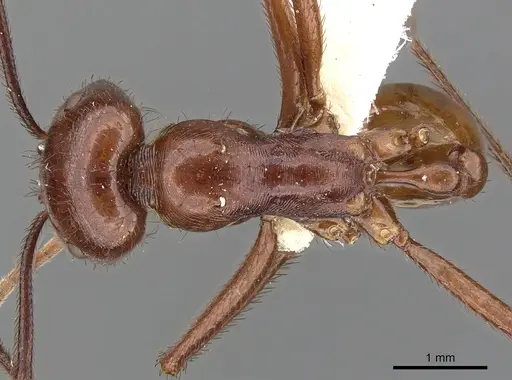 Ocymyrmex ankhu - CASENT0900395