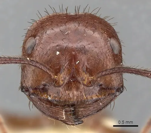 Ocymyrmex ankhu - CASENT0900395