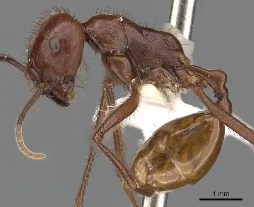 Ocymyrmex ankhu - CASENT0900395