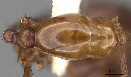 Ocymyrmex ankhu - CASENT0900395