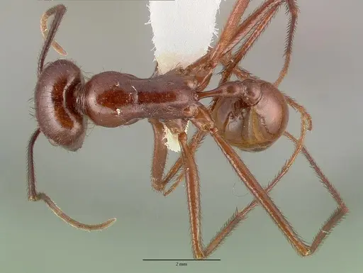 Ocymyrmex ankhu - CASTYPE13684