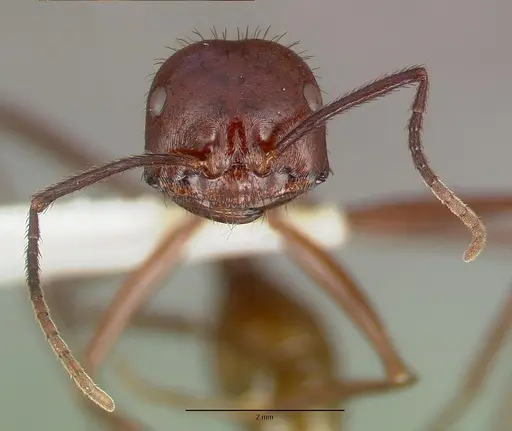 Ocymyrmex ankhu - CASTYPE13684