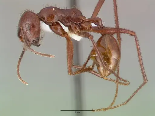 Ocymyrmex ankhu - CASTYPE13684