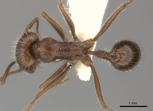 Ocymyrmex barbiger specimen