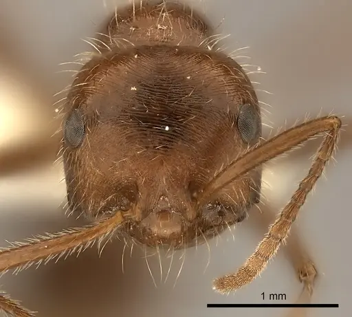 Ocymyrmex barbiger specimen