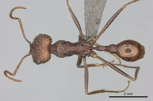 Ocymyrmex barbiger - CASENT0235946