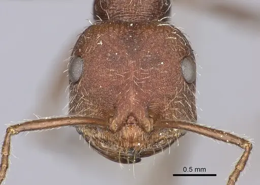 Ocymyrmex barbiger - CASENT0235946