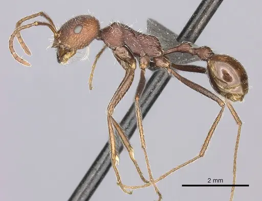 Ocymyrmex barbiger - CASENT0235946