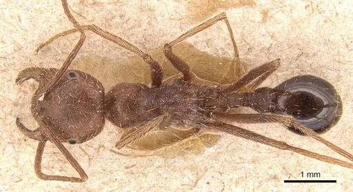 Ocymyrmex barbiger - CASENT0904784