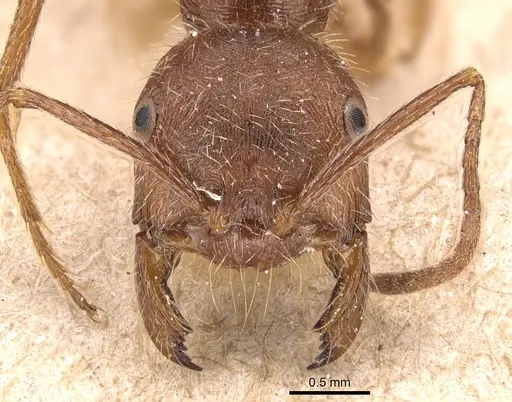 Ocymyrmex barbiger - CASENT0904784