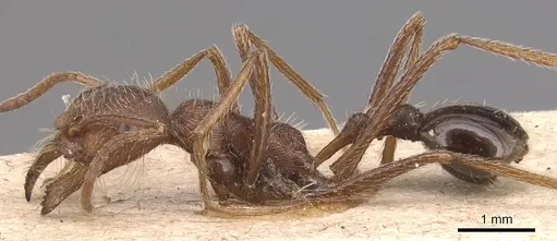 Ocymyrmex barbiger - CASENT0904784