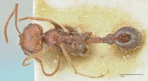 Ocymyrmex barbiger - FOCOL2183