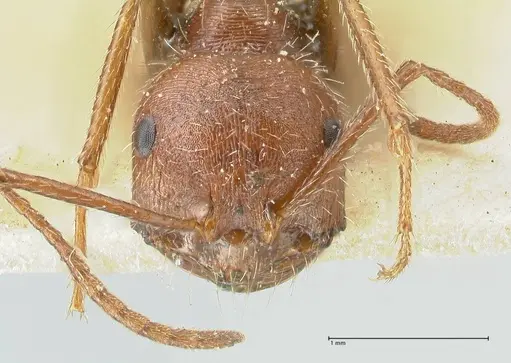 Ocymyrmex barbiger - FOCOL2183