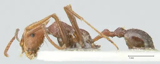 Ocymyrmex barbiger - FOCOL2183