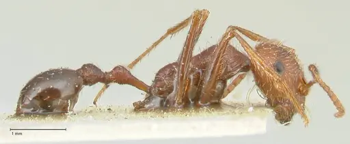 Ocymyrmex barbiger - FOCOL2183