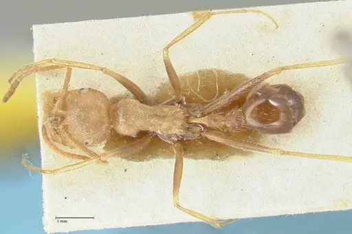 Ocymyrmex barbiger - FOCOL2184